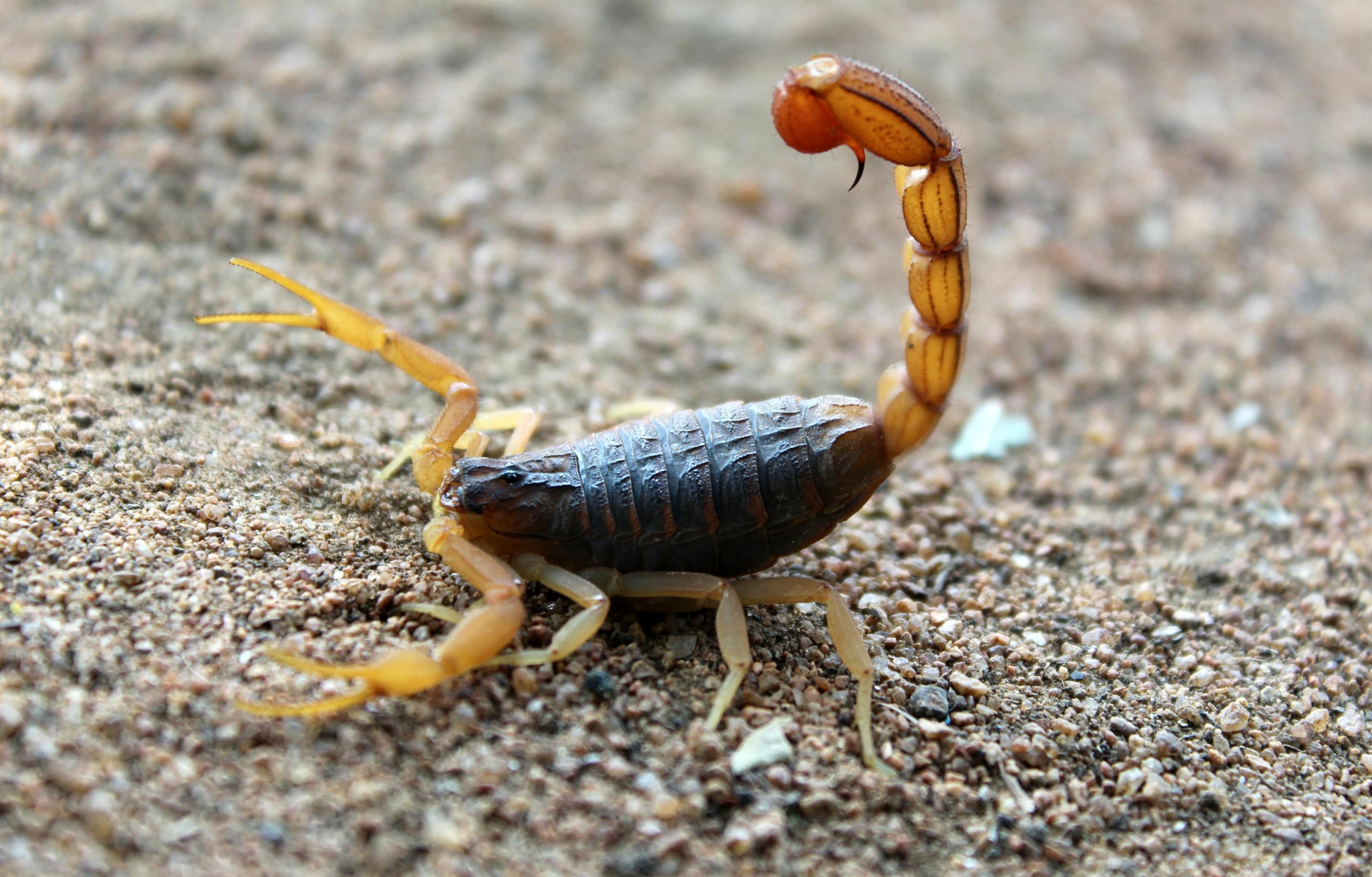 Beware the Office Scorpion (and How Not to Get Stung)