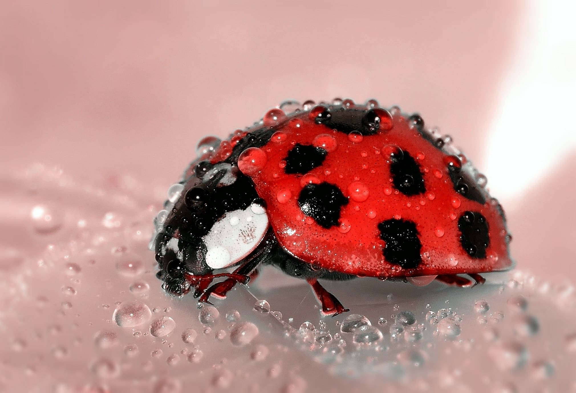 The Story of the Ladybug in the Bathtub