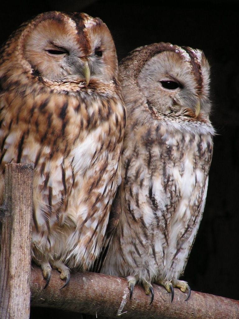 Owls we're greater in a group